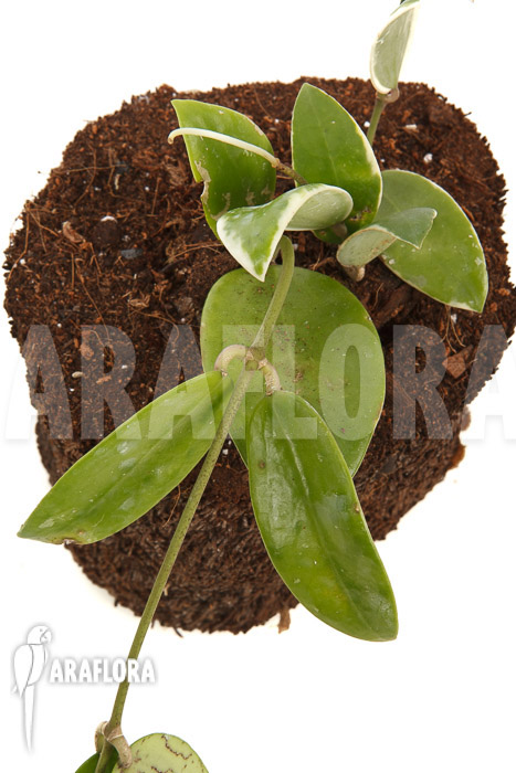 Hoya acuta albomarginata