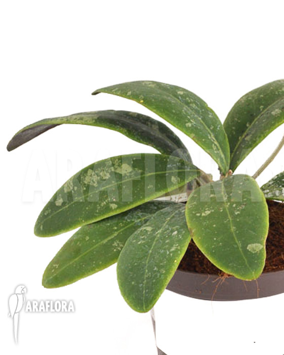 Hoya aff Rintzii Borneo H1 ‘leafcutting’
