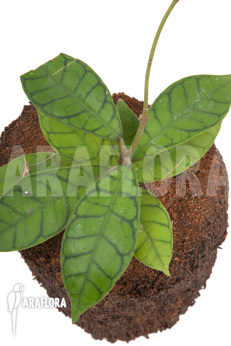 Hoya callistophylla &lsquo;L&rsquo;