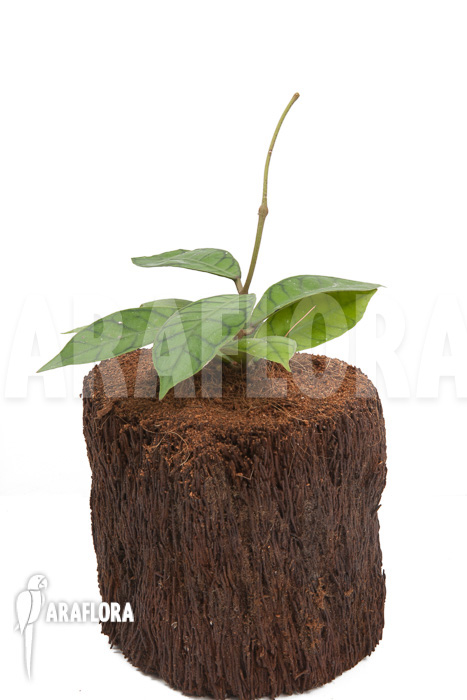 Hoya callistophylla &lsquo;L&rsquo;