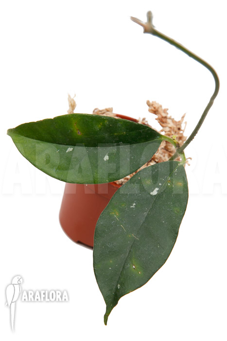 Hoya campanulata ‘S’