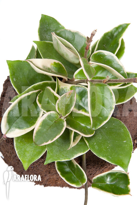 Hoya carnosa Krimson queen