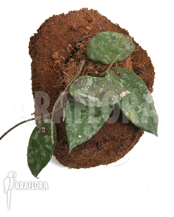 Hoya caudata ‘leafcutting’