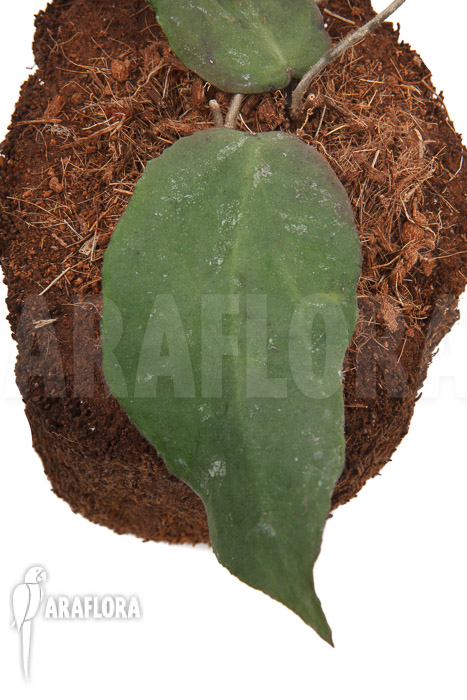Hoya caudata (big leaf) ‘leafcutting’