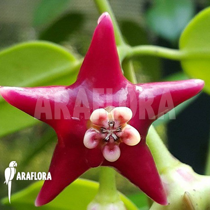 Hoya coronaria ‘Red’ flower