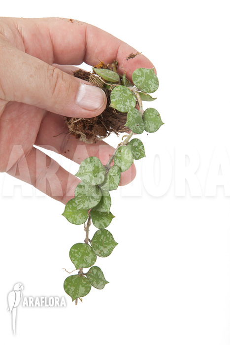 Hoya curtisii starter