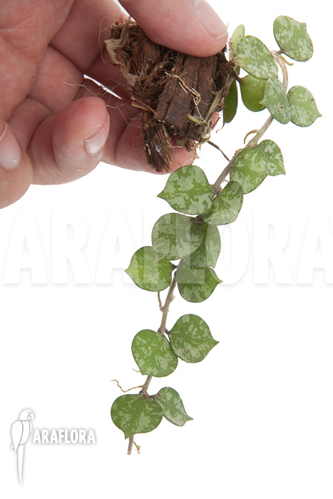 Hoya curtisii starter