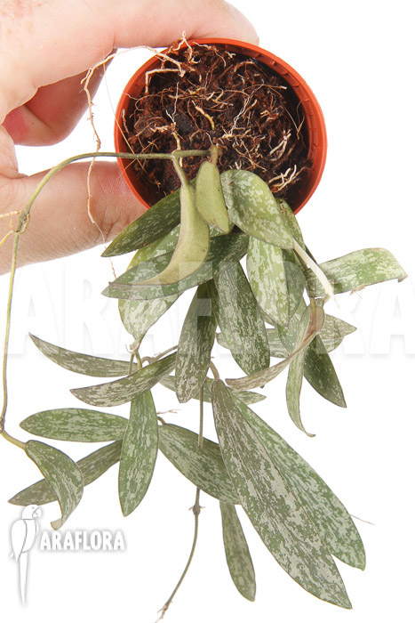 Hoya hasseltii starter