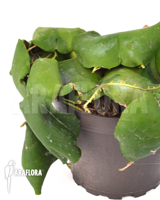 Hoya imbricata Green ‘leafcutting’
