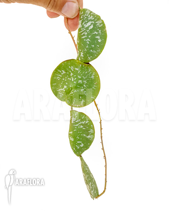 Hoya imbricata Maxima &lsquo;starter&rsquo;