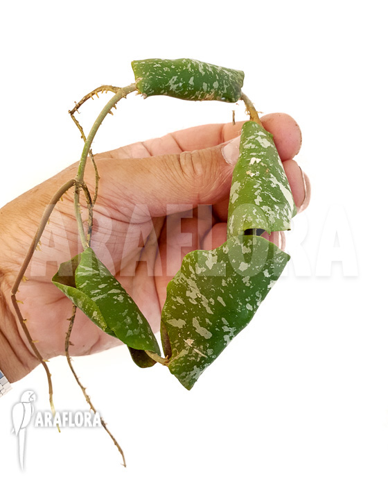 Hoya imbricata Maxima &lsquo;starter&rsquo;