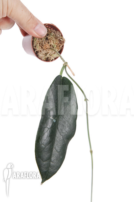 Hoya kaimuki ‘Red’