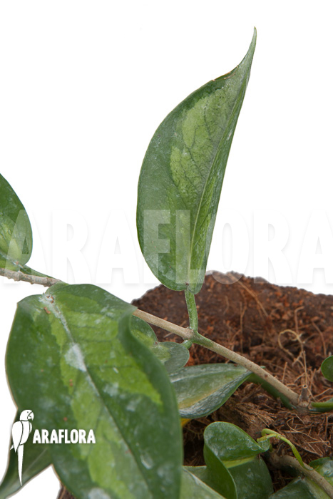 Hoya-kenejiana-albomarginata-5