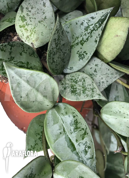 Hoya krohniana ‘eskimo’