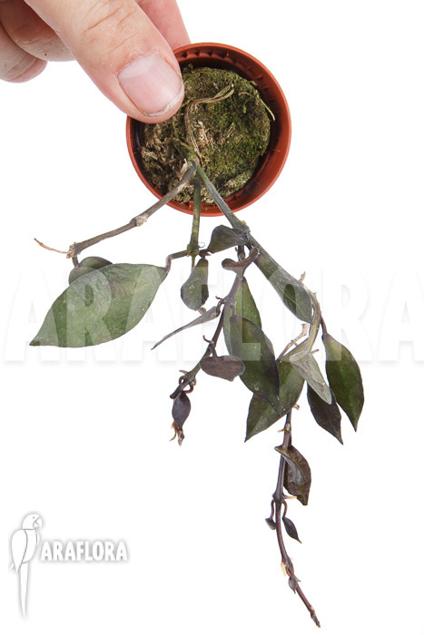 Hoya lacunosa ‘Silver leaves’ Type B