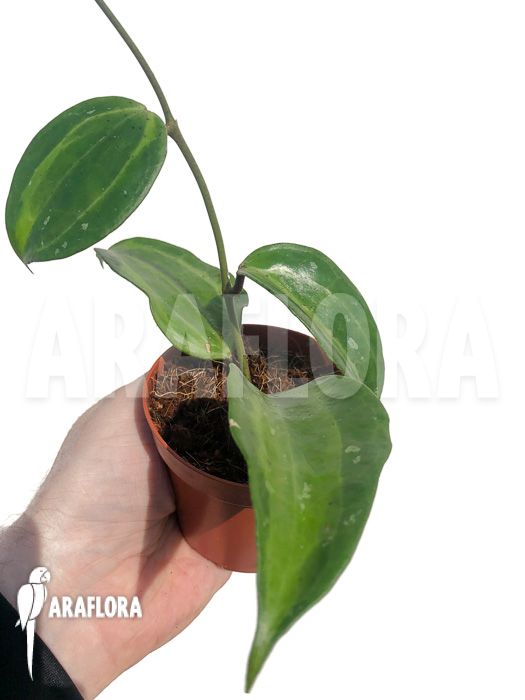 Hoya macrophylla Baibua ‘leafcutting’