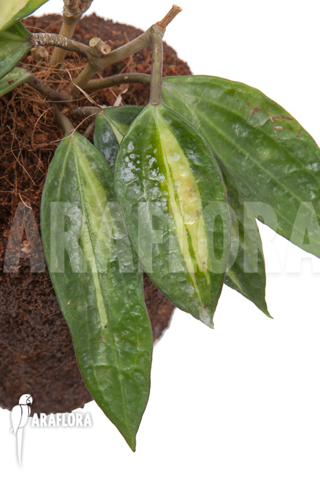 Hoya macrophylla variegata