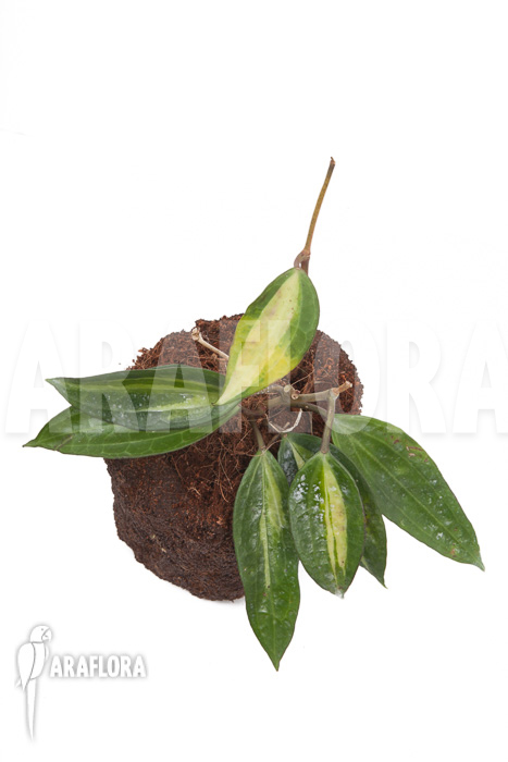 Hoya macrophylla variegata