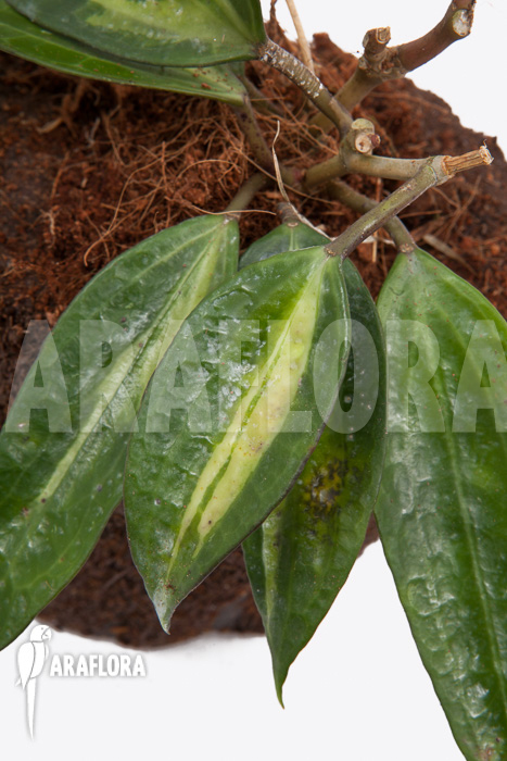 Hoya macrophylla variegata