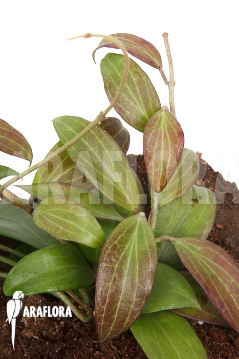 Hoya merrillii long leaf ‘L’