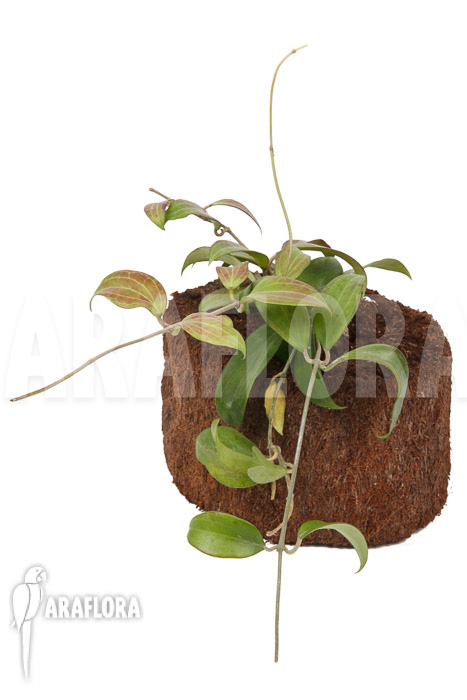 Hoya merrillii long leaf ‘L’