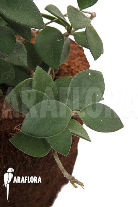 Hoya nummularioides ‘M’