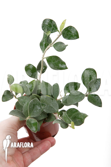 Hoya nummularioides ‘S’