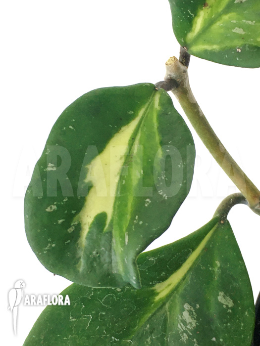 Hoya obovata variegated &lsquo;Splash&rsquo;