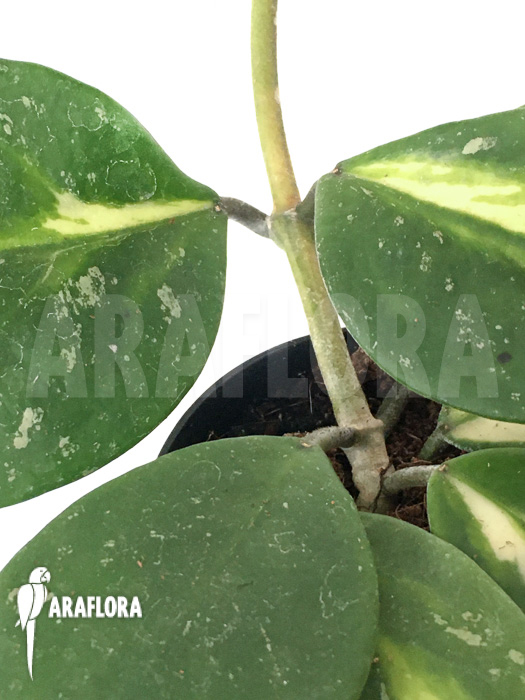 Hoya obovata variegated &lsquo;Splash&rsquo;