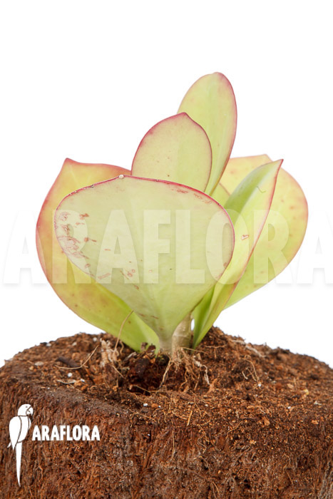Hoya pachyclada ‘Pink Leaf’