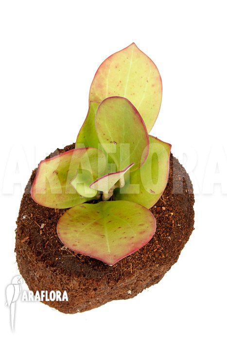 Hoya pachyclada ‘Pink Leaf’