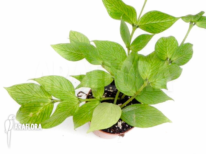 Hoya polyneura ‘M’