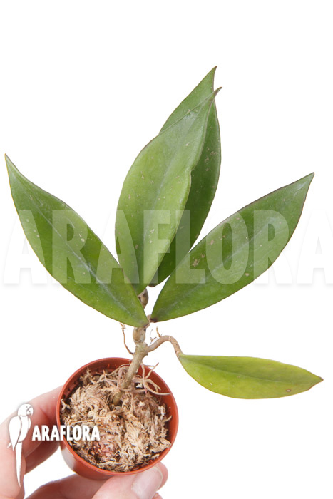 Hoya pubicalyx ‘Royal Hawaii purple’