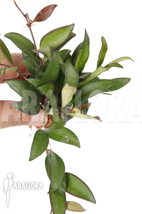 Hoya ‘Rosita’ ( wayetii x tsangii)