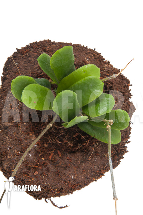 Hoya rotundiflora