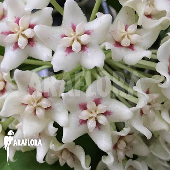 Hoya sp &lsquo;ut 029&rsquo;