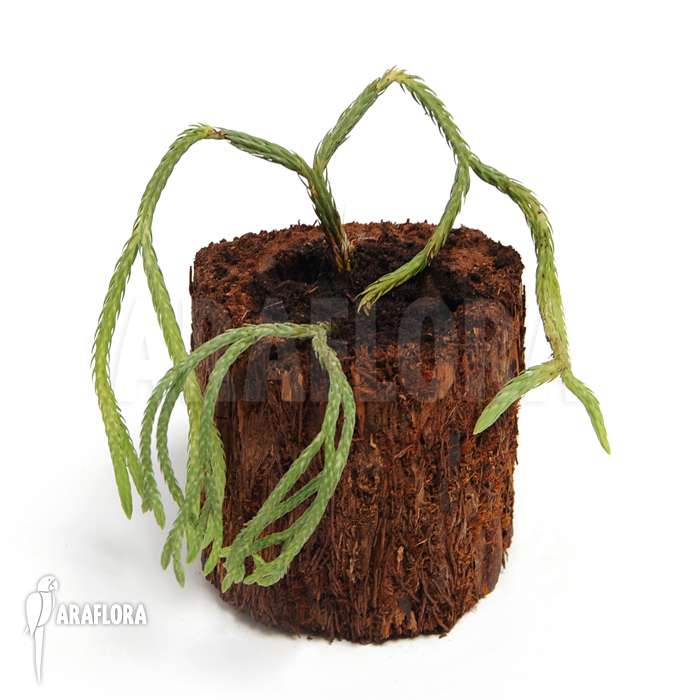 Huperzia ‘Lycopodium’ carinata