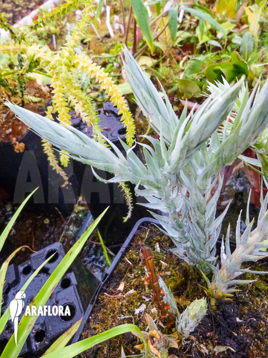 Huperzia ‘Lycopodium’ goebelii