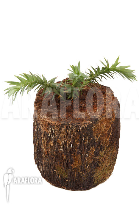 Huperzia ‘Lycopodium’ goebelii ‘S’