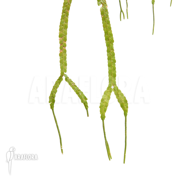 Huperzia ‘Lycopodium’ nummulariifolia