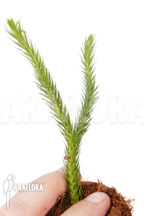 Huperzia ‘Lycopodium’ pinifolia ‘starter’