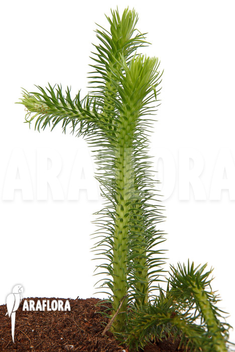 Huperzia ‘Lycopodium’ squarrosum XL