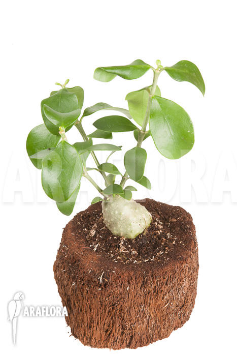 Hydnophytum cf. mosleyanum &lsquo;S&rsquo;