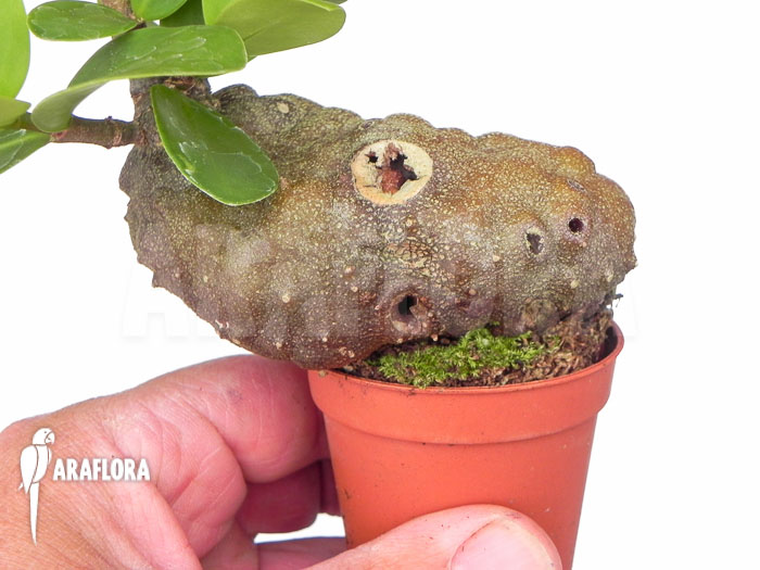 Hydnophytum formicarum ‘Starter’