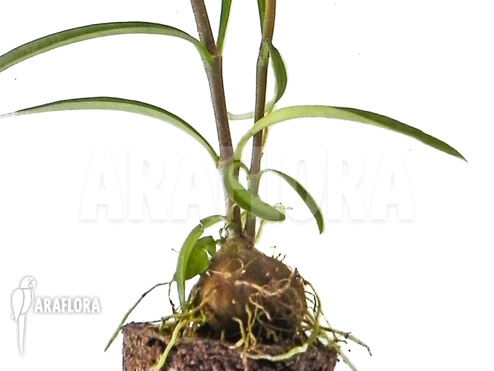 Hydnophytum perangustum &lsquo;Needle Leaf&rsquo; &lsquo;Starter&rsquo;