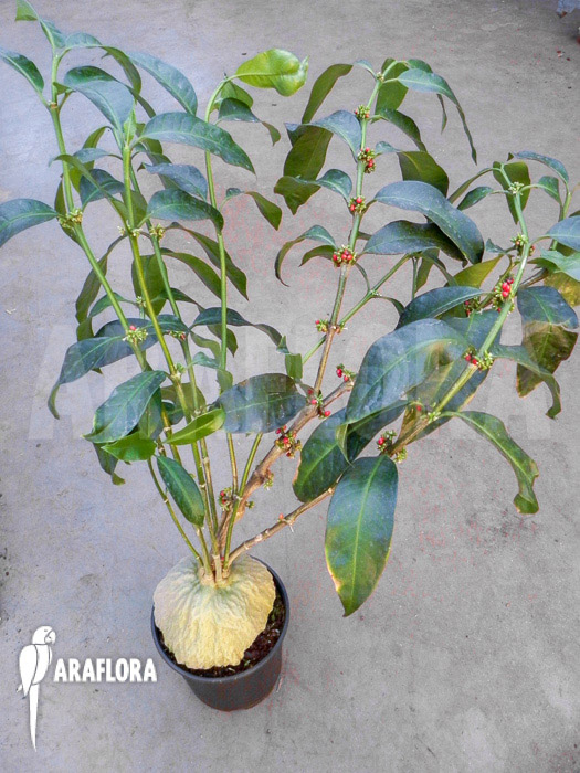 Hydnophytum simplex ‘XL’