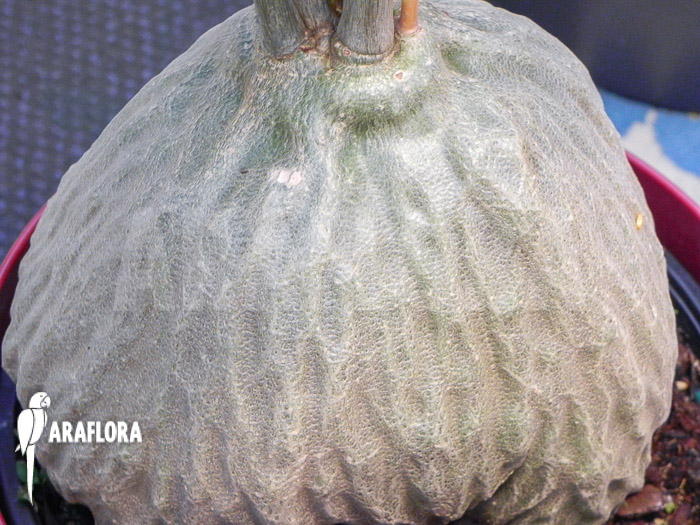 Hydnophytum simplex ‘XL’ bulb