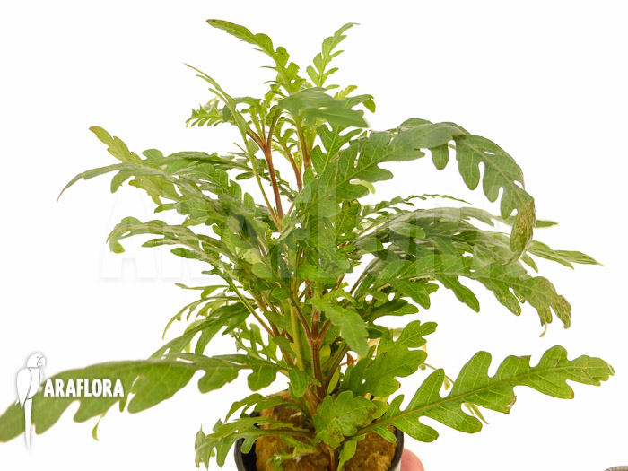 Hygrophila pinnatifida