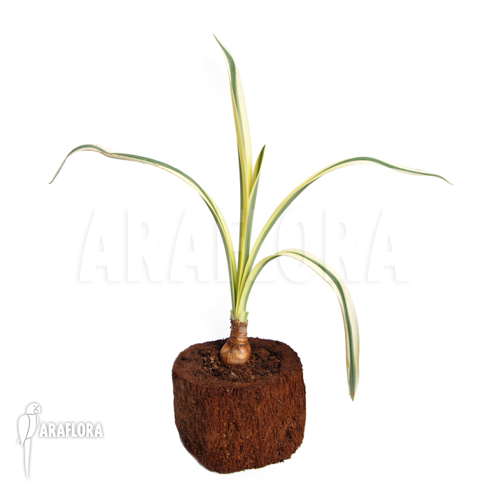 Hymenocallis littoralis cv. Variegata