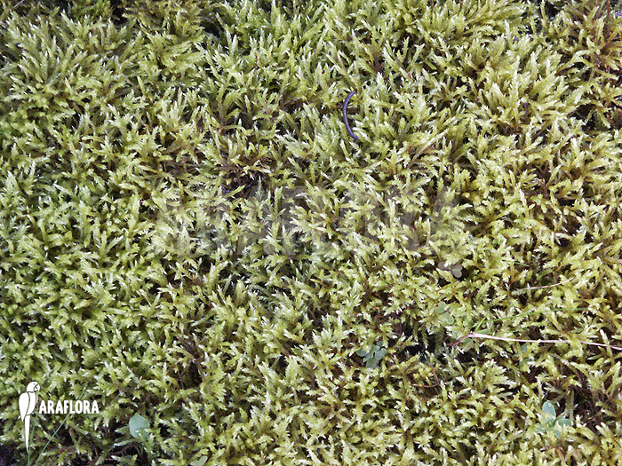 Hypnum cupressiforme ‘Moss’